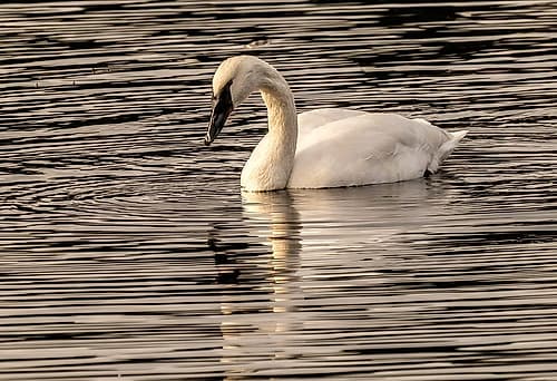 White trumpeter swan, Juanita Bay Park, Washington State, Usa. Kirkland. Art Print